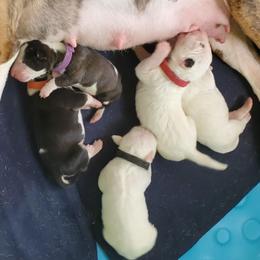 Bull Terriers from Scrumdiddlyumptious Bull Terriers