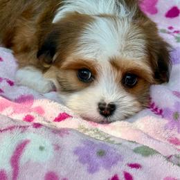 Dolly - Red sable female Havanese puppy in Wappapello, Missouri from Titanium Havanese LLC