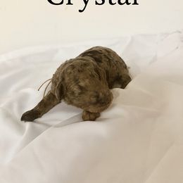 Crystal - Merle female Goldendoodle puppy in Windsor, Colorado from Front Range Family Doodles