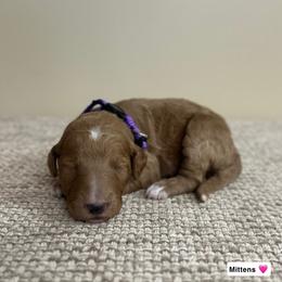 Mittens - Red  female Goldendoodle puppy in Crothersville, Indiana from Wischmeier’s Doodles