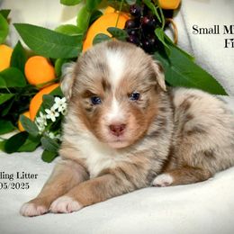Fiona - Red merle female Australian Shepherd puppy in Ranger, Texas from Outback Mini Aussies