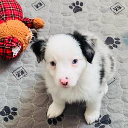 PARIS - Blue merle female Miniature Australian Shepherd puppy in California from Elsa’s lil Wiggle Butts