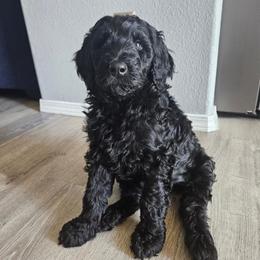 Goldendoodle Puppies from Lucy's Golden Doodles