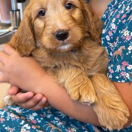 Peanut - Apricot male Goldendoodle puppy in Sugarcreek, Ohio from True Hearted Doodles