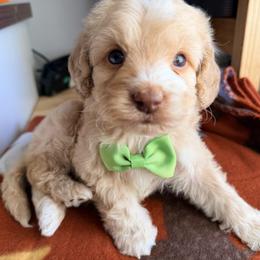 Stormy with training - Red and white male Cockapoo puppy in Boonville, North Carolina from Doods & Dolls