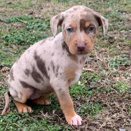 Girl 3 - Red merle female Catahoula Leopard Dog puppy in Gadsden, Alabama from Rich Cat’s