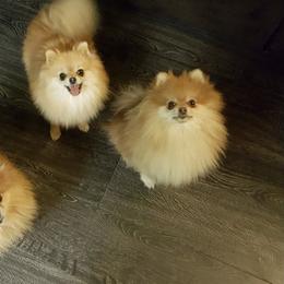 Pomeranian All Grown Up from ShowPomeranians