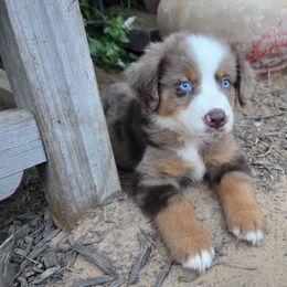 Koozie - Red merle male Miniature Australian Shepherd puppy in Paris, Texas from Blue Envy Mini Aussies