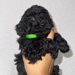 Poodle and Yorkshire Terrier Puppies from Cotton Furbabies