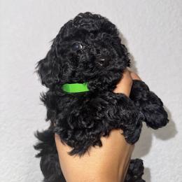 Poodle and Yorkshire Terrier Puppies from Cotton Furbabies