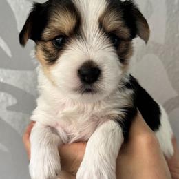 Yorkshire Terrier Puppies from Randy Smith