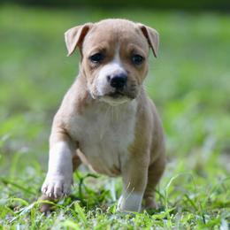 Girl 1 - Red female American Staffordshire Terrier puppy in St. Augustine, Florida from LBK & Ancient City