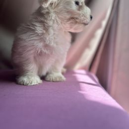 Blizzard - White Havanese puppy in Pearland, Texas from Herds Of Havanese