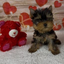 Boy 1 - Blue and gold male Yorkshire Terrier puppy in New Hampton, Iowa from JMAK Dreams