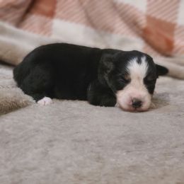 Victory - Miniature Australian Shepherd puppy in Bethany, Connecticut from Tini Thyme Mini Aussies