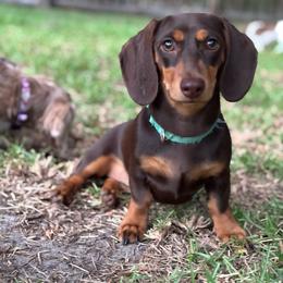 Roo - Dachshund