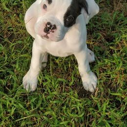 Boxers and French Bulldogs from Rowe Boxers & French Bulldogs