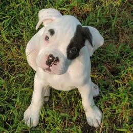 Boxers and French Bulldogs from Rowe Boxers & French Bulldogs