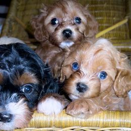 Cavapoos and Poodles from Honey Bit Kennels