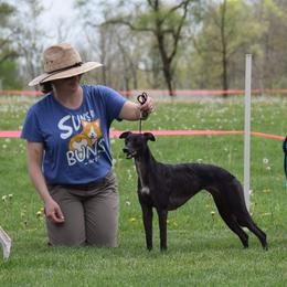 Whippet All Grown Up from Nota Bene whippets