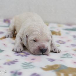 Jasmine - Light golden female Golden Retriever puppy in Lakewood, California from Cloud Nine Kennel