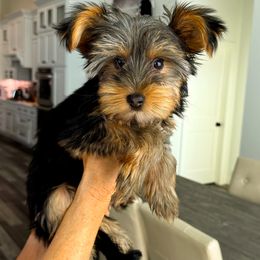 Yorkshire Terrier puppies from A Yorkie Tale