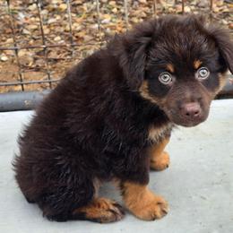 Camshaft - Red tri male Miniature Australian Shepherd puppy in Paris, Texas from Blue Envy Mini Aussies