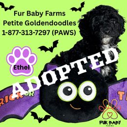Lydia - Black female Goldendoodle puppy in Michigan from Fur Baby Farms
