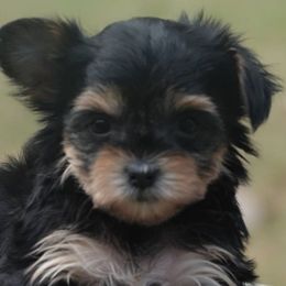 Reesa - Black and tan female Yorkipoo puppy in Lebanon, Kentucky from Mosaic Merle Doodles