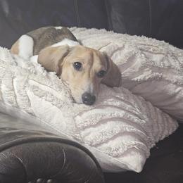 Dachshund All Grown Up from Brit’s Doxie Crossing
