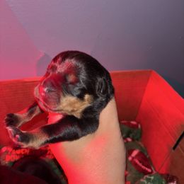 Boy 1 - Black and mahogany male Rottweiler puppy in Detroit, Michigan from Dark Storm Kennels