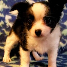 Chihuahuas from Chloe & Friends