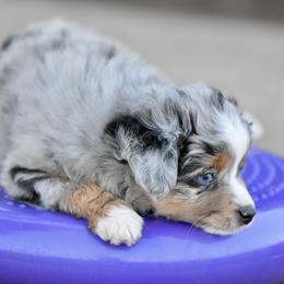 Sky - Blue merle female Toy Australian Shepherd puppy in Wichita Falls, Texas from Shooting Stars Ranch Toy and Mini Aussies