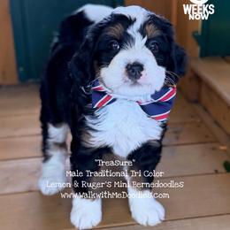 Treasure - Tri-color male Bernedoodle puppy in Orange, Texas from Walk with Me Doodles