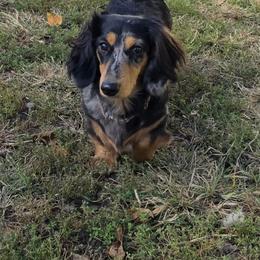 Fiona - Dachshund