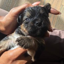 Rex - Black and tan male Yorkshire Terrier puppy in Chesapeake, Virginia from Prestige Yorkies of Virginia