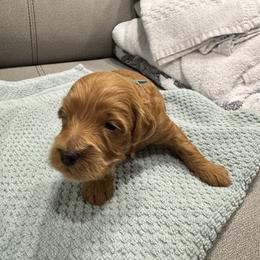 Boy 6 - male Goldendoodle puppy in Hastings, Nebraska from Golden Nest Doodles
