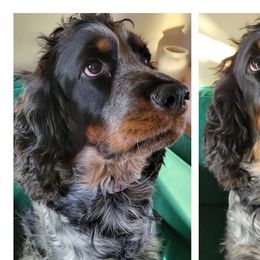 Apple - English Springer Spaniel