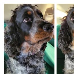 Apple - English Springer Spaniel