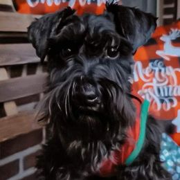 Zora - Miniature Schnauzer