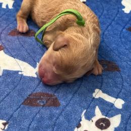 Green collar Linus - Apricot male Goldendoodle puppy in Fontana, California from Grammy's Puppy Love doodles and poodles