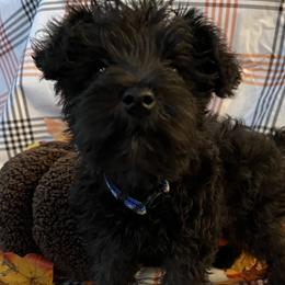 Boy 3 - male Miniature Schnauzer puppy in Huntsville, Alabama from Edwin and Donna Lawrence