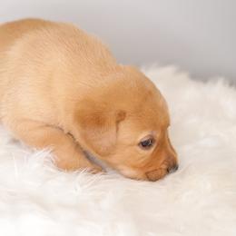 Labrador Retriever Puppies from AGL Retrievers