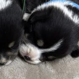 American Corgis and Pembroke Welsh Corgis from CalValley Kennels