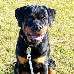Rottweilers from OneUnitK9