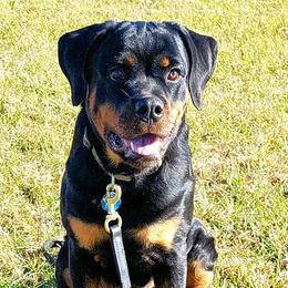 Rottweilers from OneUnitK9