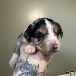 Lynx - Blue merle female Australian Shepherd puppy in London, Kentucky from Kenmont Kennels
