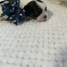 Mars - Tricolor male Shih Tzu puppy in Boston, Massachusetts from London's puppies