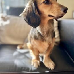 Bonnie - Dachshund