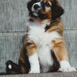 English Shepherd Puppies from Town & Country English Shepherds